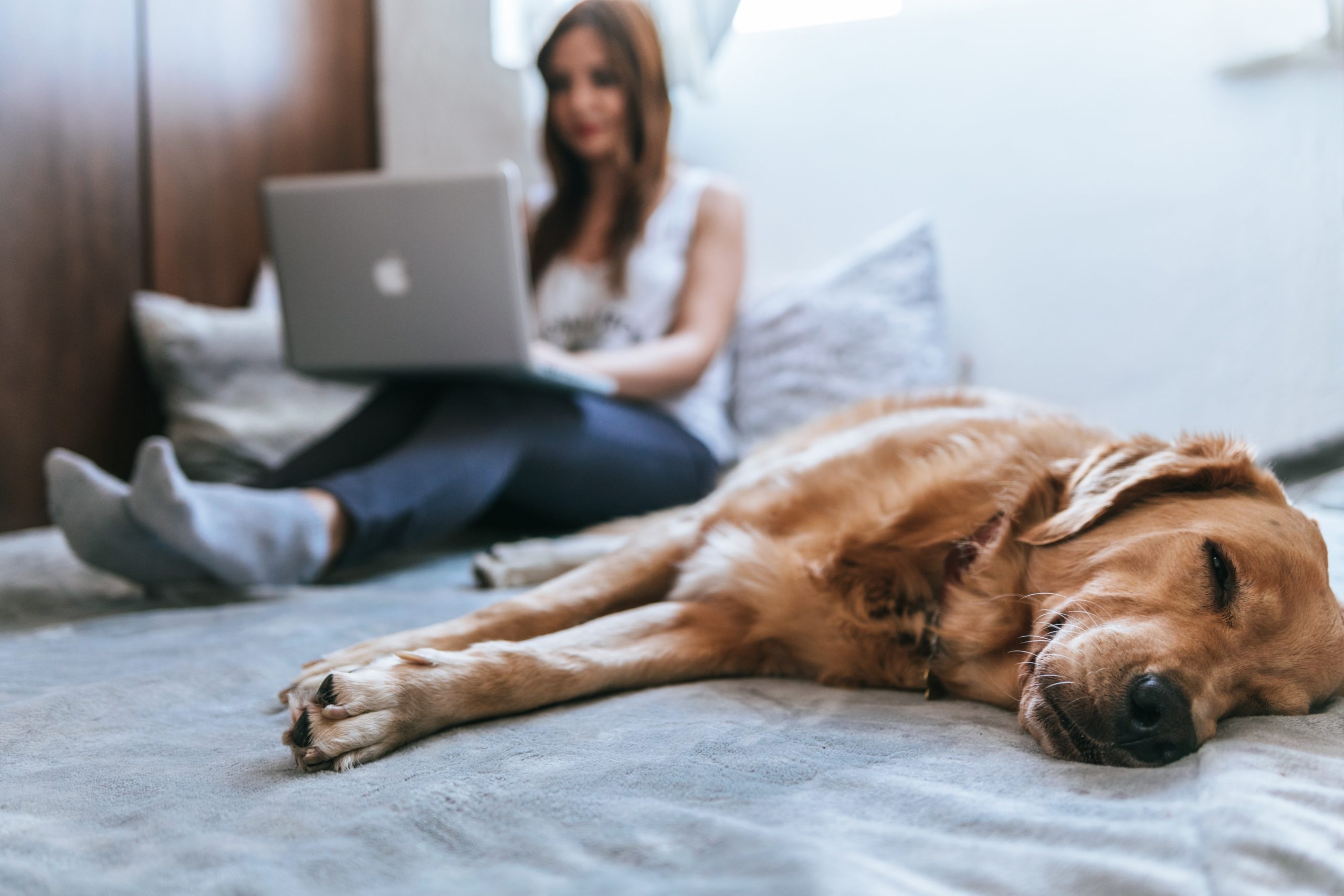 woman working on a laptop with a lovely doggy laying next to her.